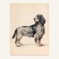 Cocker spaniel poster i antik planschstil - postervy
