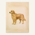 Golden retriever poster i antik planschstil - postervy