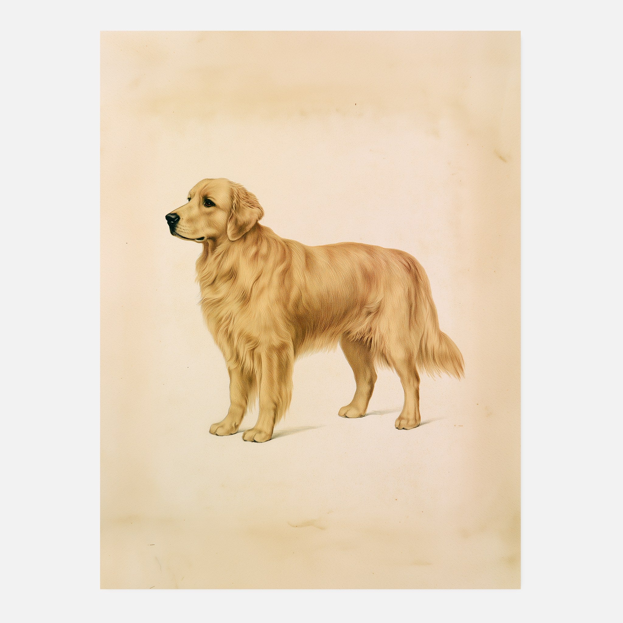 Golden retriever-tavla i antik plansch - inramad poster i vardagsrumsmiljö