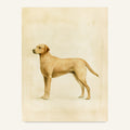 Labrador poster i antik planschstil - postervy